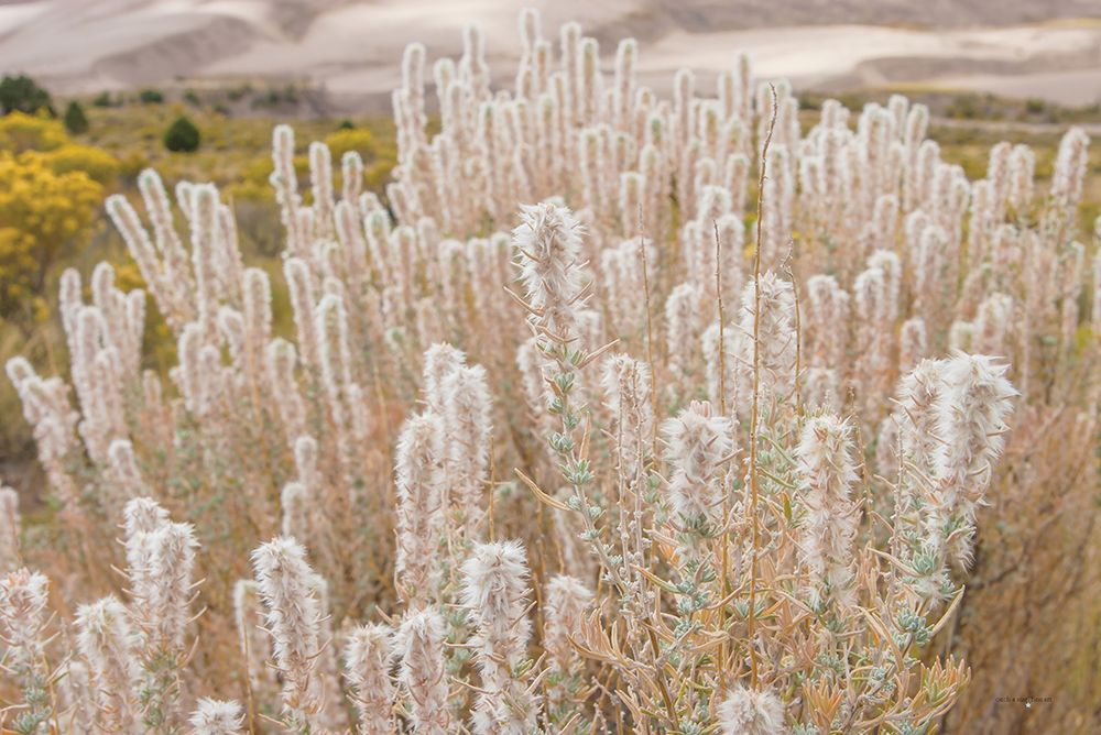 Desert Wildflowers art print by Catch A Star Fine Art for $57.95 CAD