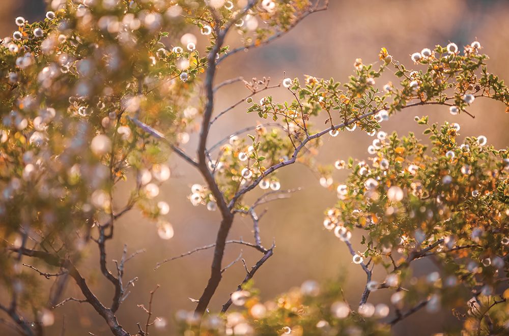 Desert Blooms art print by Catch A Star Fine Art for $57.95 CAD