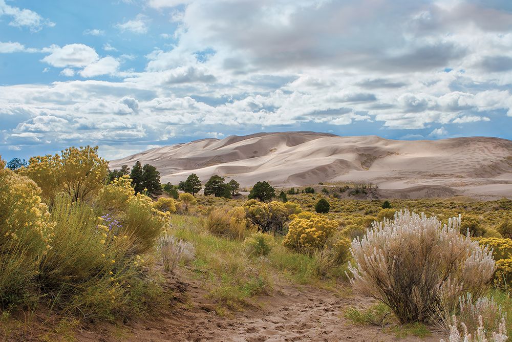 Dune Dreamscape I art print by Catch A Star Fine Art for $57.95 CAD