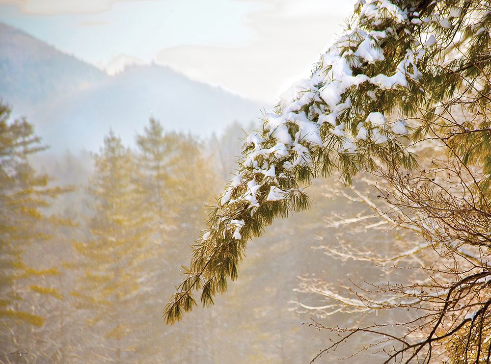 Winter Woods art print by Catch A Star Fine Art for $57.95 CAD