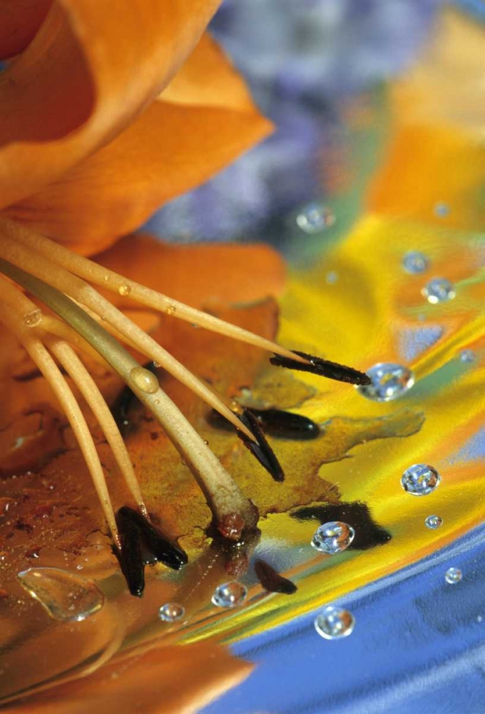 Abstract of lily stamens in reflection art print by Nancy Rotenberg for $57.95 CAD