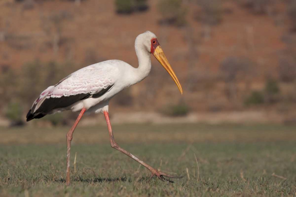 Africa, Botswana, Chobe NP Saddle-billed Stork art print by Wendy Kaveney for $57.95 CAD