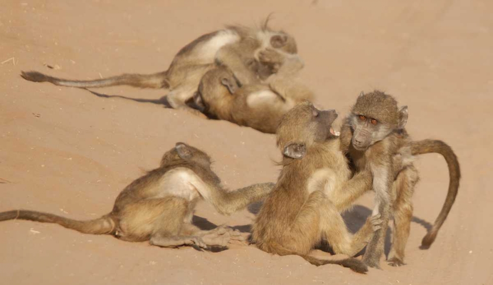 Africa, Botswana, Chobe NP Young baboons at play art print by Wendy Kaveney for $57.95 CAD
