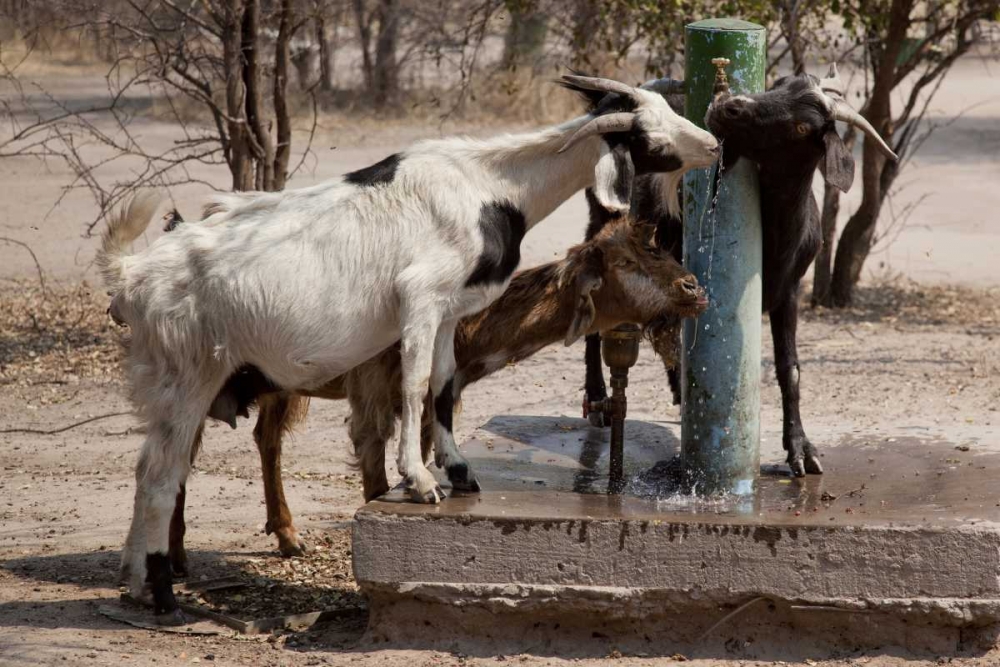 Botswana, Tsodilo Hills Goats drinking from pump art print by Wendy Kaveney for $57.95 CAD