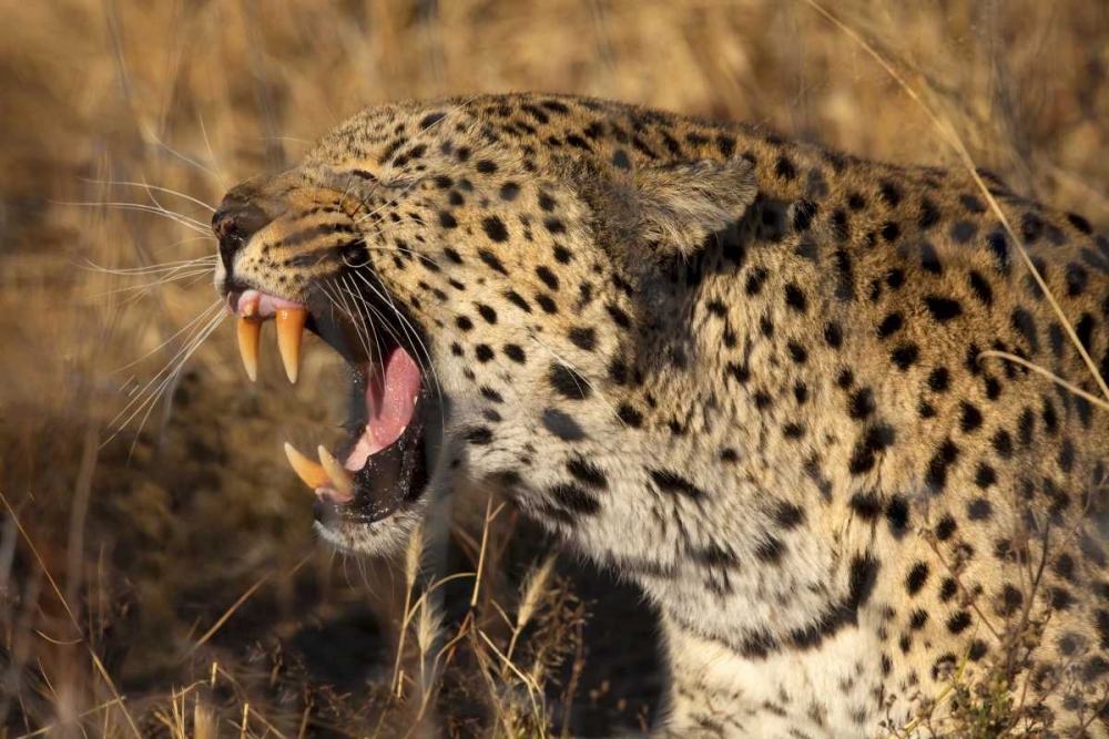 Botswana, Savute Game Reserve Yawning leopard art print by Jim Zuckerman for $57.95 CAD