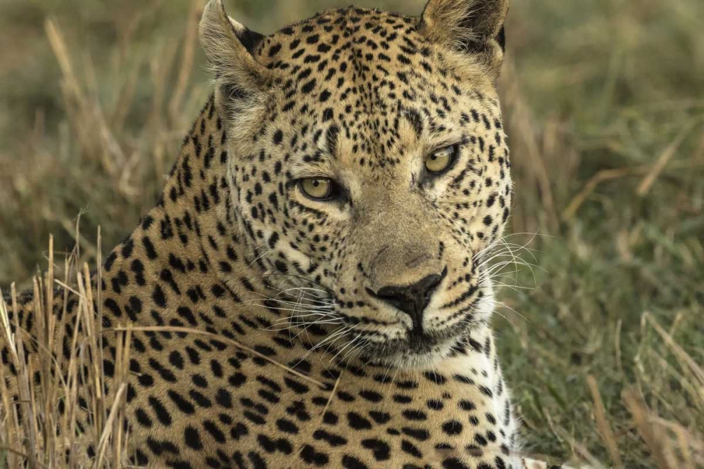Botswana, Savute Game Reserve Resting leopard art print by Jim Zuckerman for $57.95 CAD