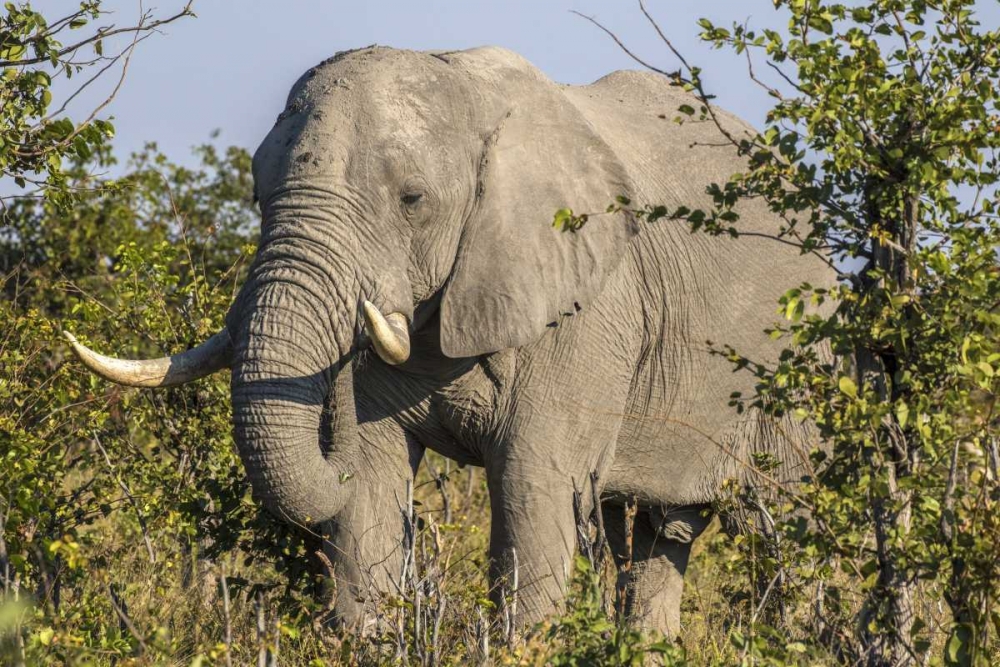 Botswana, Savute Game Reserve Elephant eating art print by Jim Zuckerman for $57.95 CAD