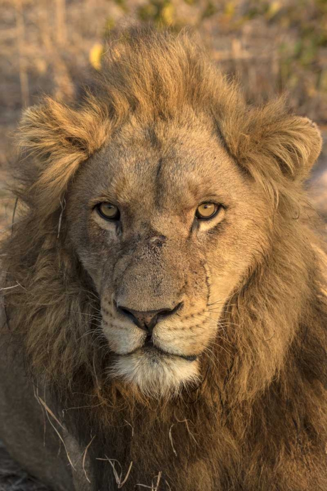 Africa, Botswana, Savuti Game Reserve Male lion art print by Jim Zuckerman for $57.95 CAD