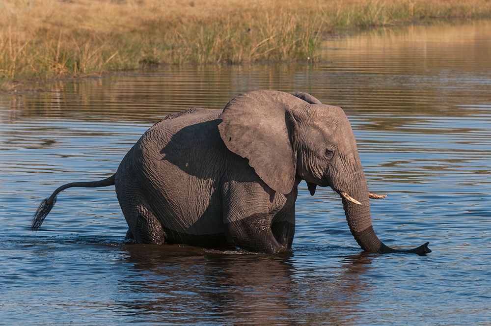A young African elephant crossing the Savuti Channel-Linyanti-Botswana art print by Sergio Pitamitz for $57.95 CAD