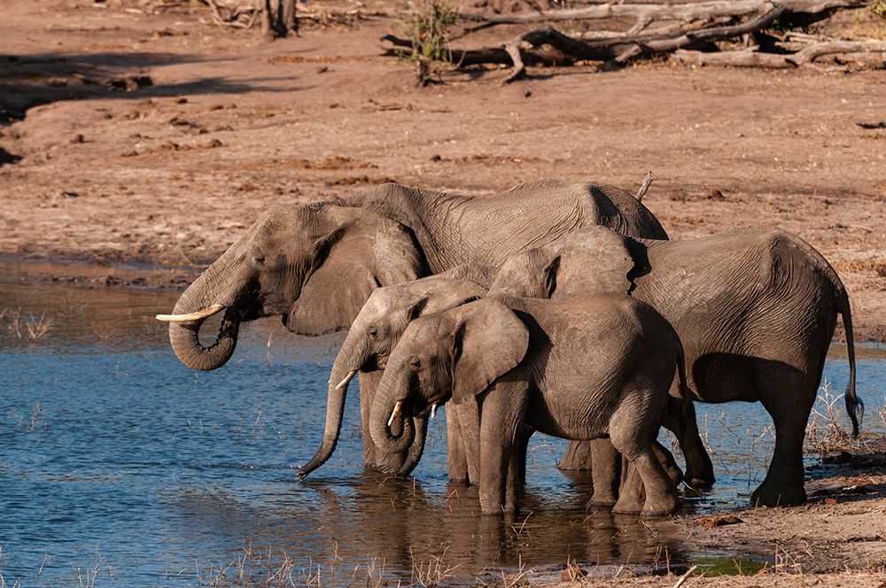 A group of African elephants drinking Chobe National Park-Kasane-Botswana art print by Sergio Pitamitz for $57.95 CAD