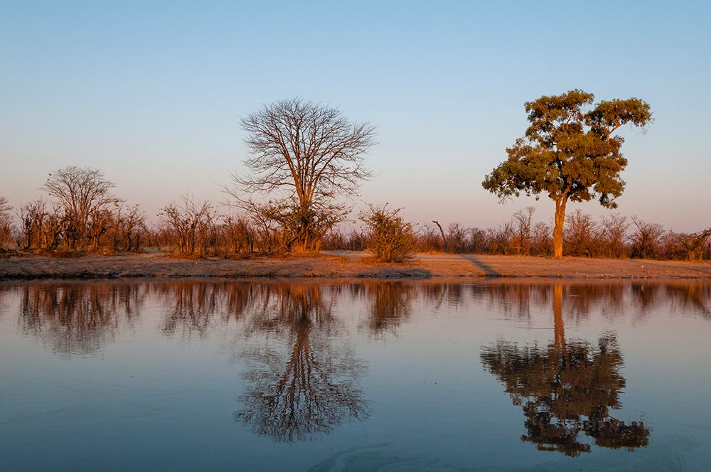 Trees casting reflections in the Khwai River at sunset Khwai River-Okavango Delta-Botswana art print by Sergio Pitamitz for $57.95 CAD