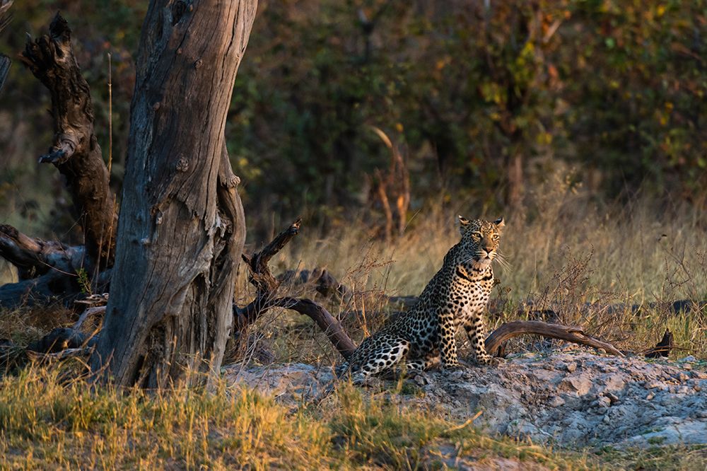 A leopard resting near a dead tree Okavango Delta-Botswana art print by Sergio Pitamitz for $57.95 CAD