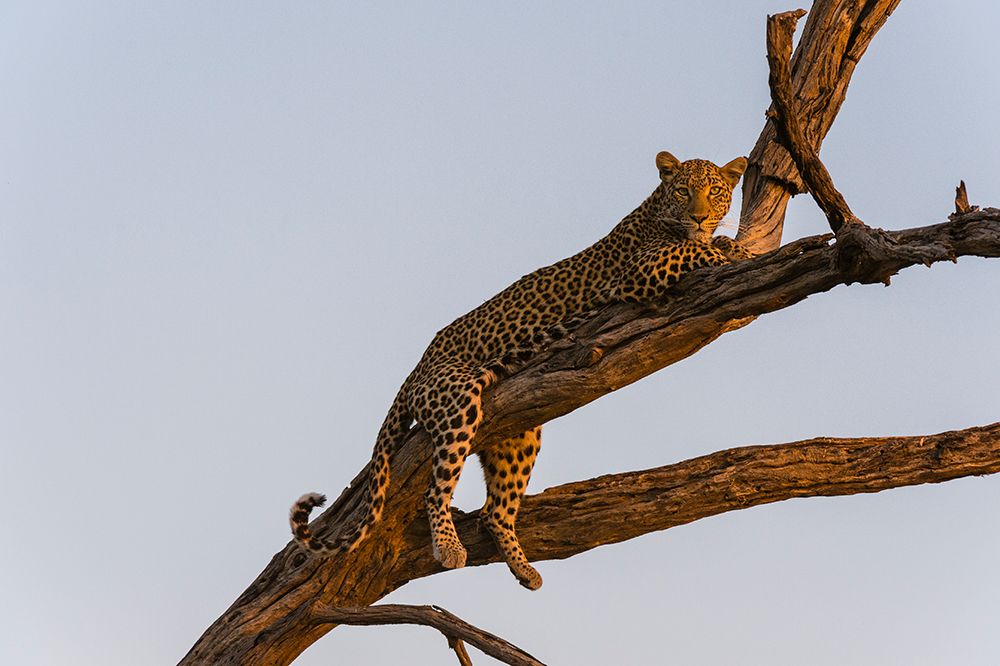 A leopard resting in a tree top-warming up with the last rays of sun Okavango Delta-Botswana art print by Sergio Pitamitz for $57.95 CAD