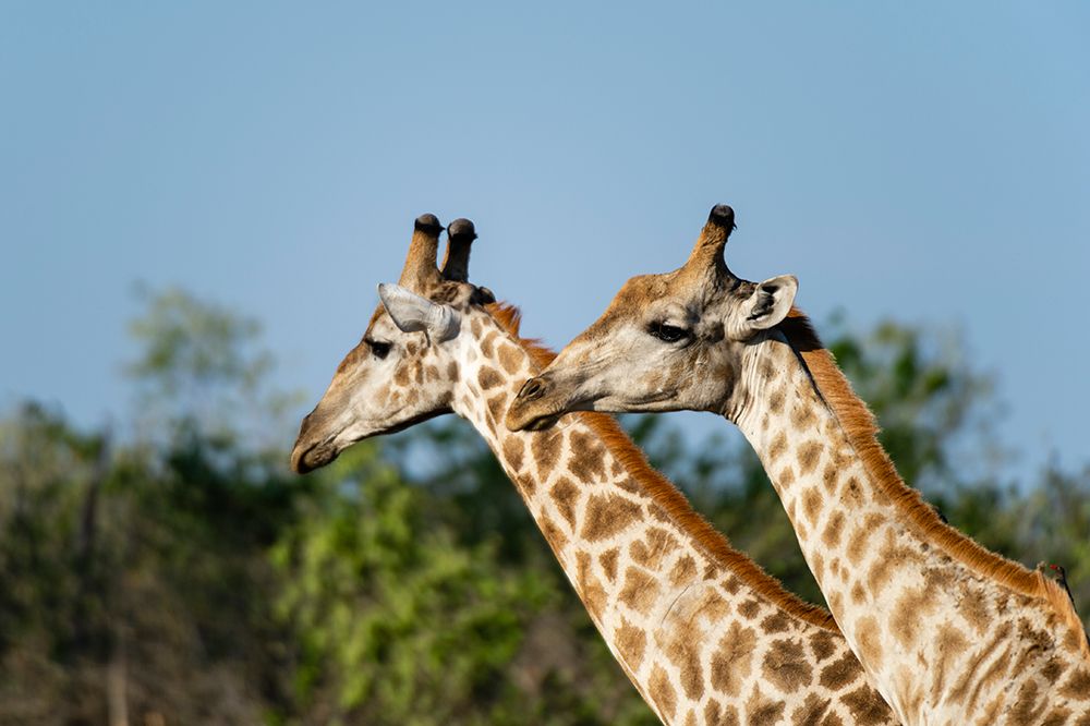 A portrait of two male southern giraffes-Giraffa camelopardalis Okavango Delta-Botswana art print by Sergio Pitamitz for $57.95 CAD