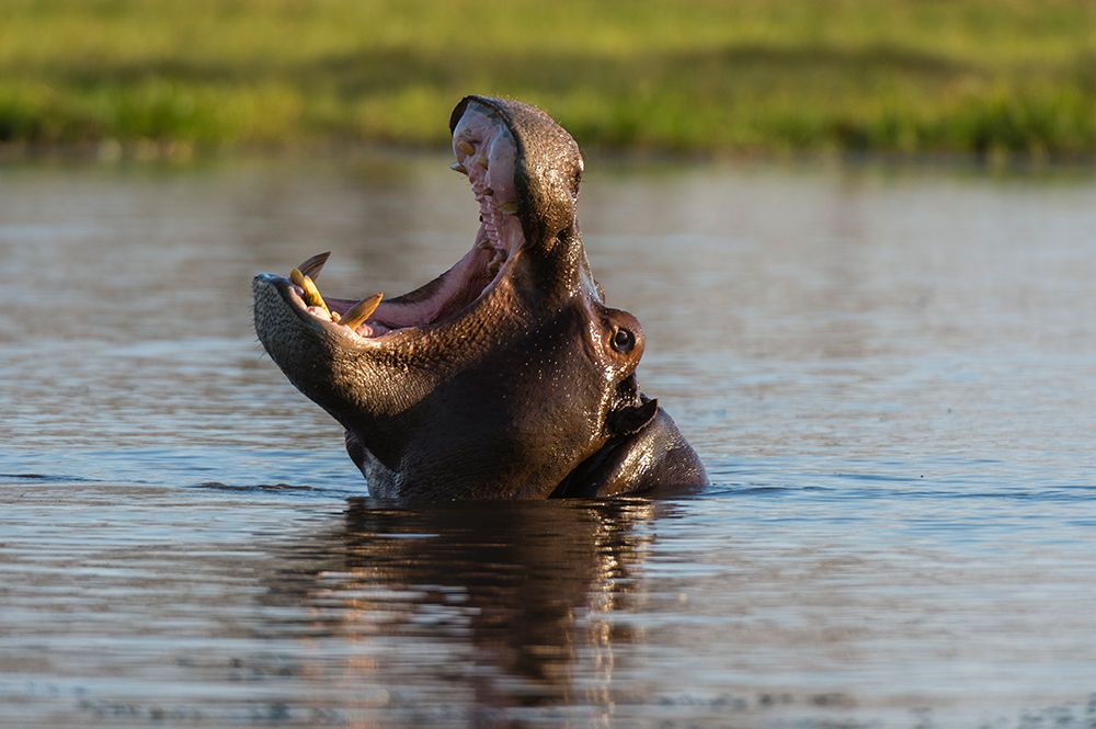 A hippopotamus in a mouth opening territorial display Okavango Delta-Botswana art print by Sergio Pitamitz for $57.95 CAD