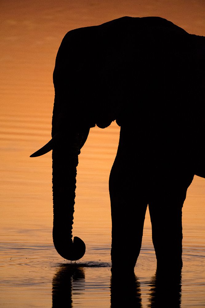 An African elephant drinking in the Khwai River at sunset-Okavango Delta-Botswana art print by Sergio Pitamitz for $57.95 CAD