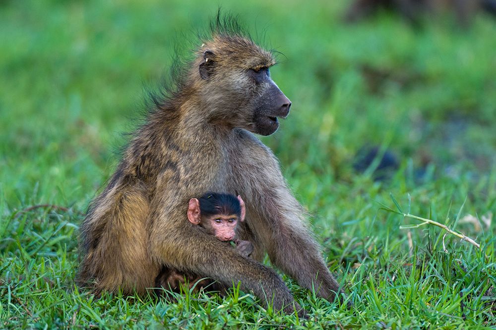 A chacma baboonwith a newborn in Chobe National Park Botswana art print by Sergio Pitamitz for $57.95 CAD