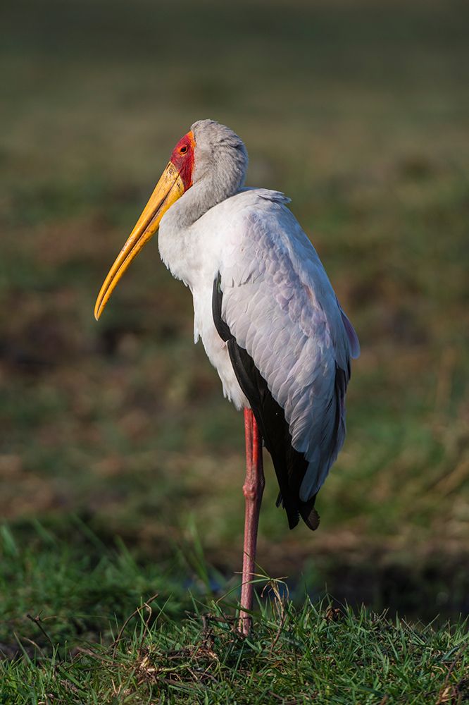 A yellow-billed stork-Mycteria ibis-in Chobe National Park Botswana art print by Sergio Pitamitz for $57.95 CAD