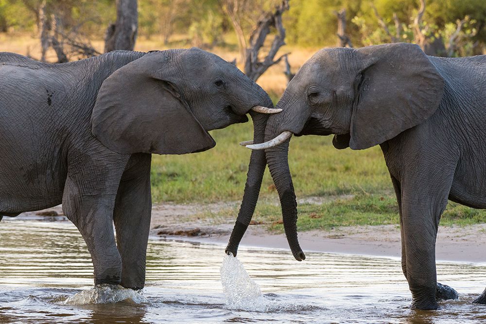 Two African elephants sparring in Okavango Delta Botswana art print by Sergio Pitamitz for $57.95 CAD
