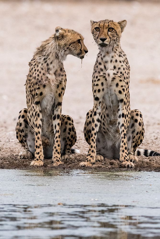 Two cheetahs at a waterhole Kalahari-Botswana art print by Sergio Pitamitz for $57.95 CAD