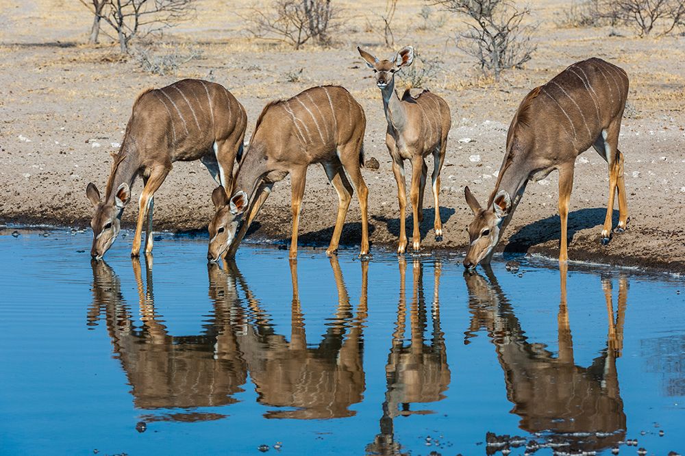 Female greater kudu-Tragelaphus strepsiceros-drinking at waterhole Kalahari-Botswana art print by Sergio Pitamitz for $57.95 CAD