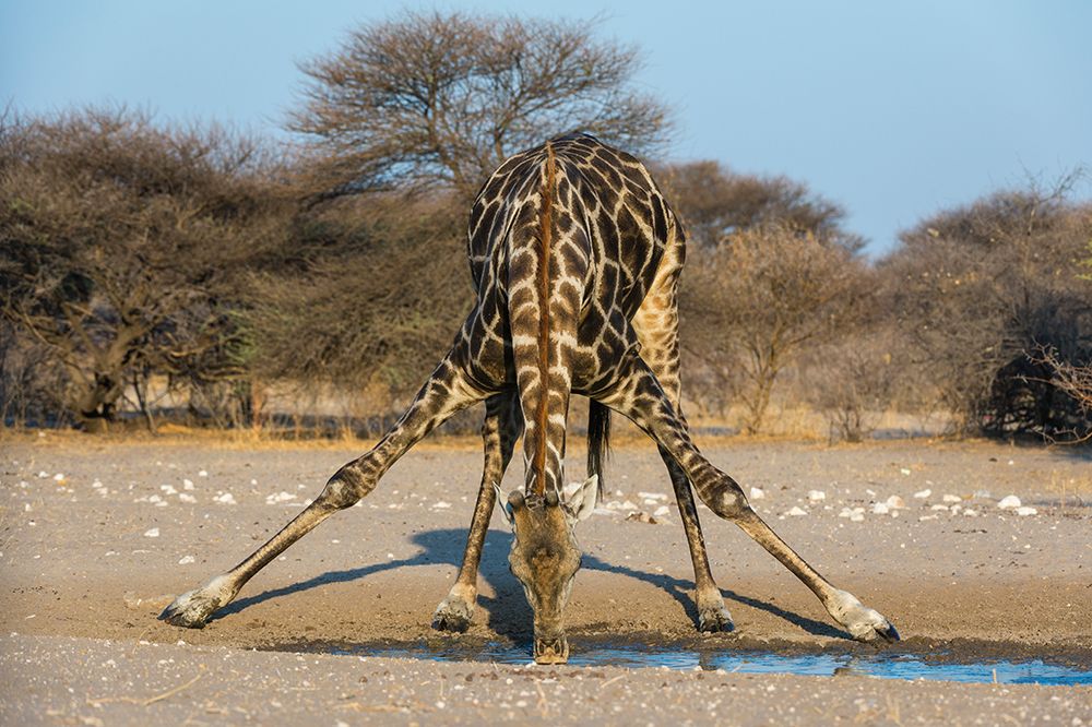 A southern giraffe drinking Kalahari-Botswana art print by Sergio Pitamitz for $57.95 CAD