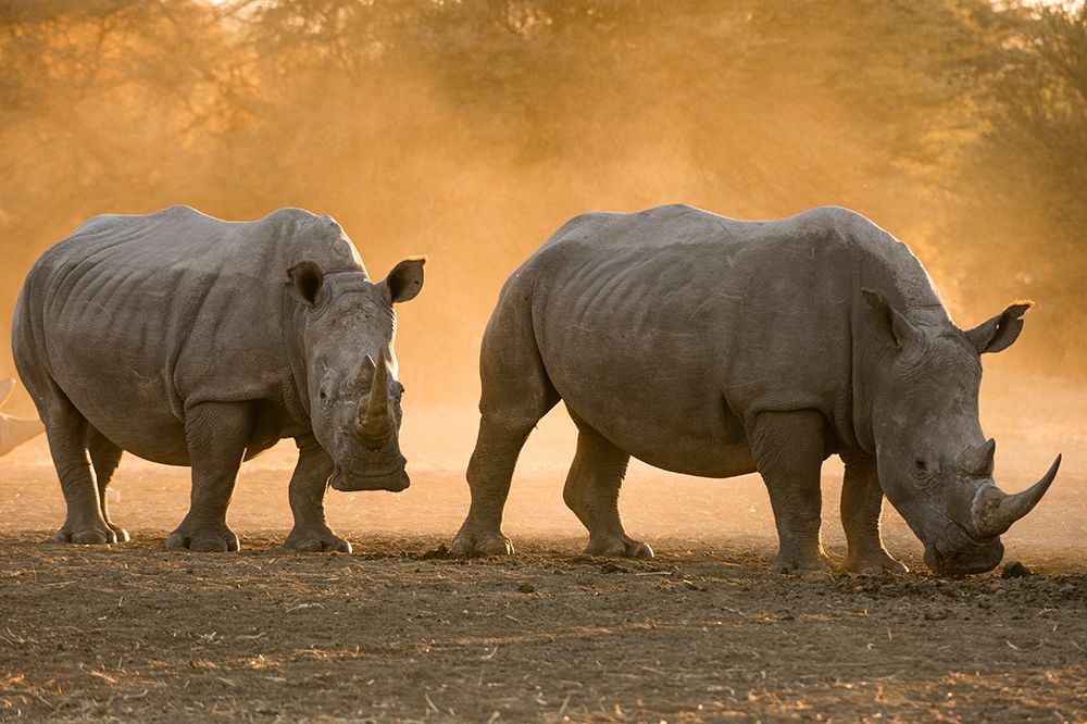 Two white rhinoceroses walking in the dust at sunset Kalahari-Botswana art print by Sergio Pitamitz for $57.95 CAD