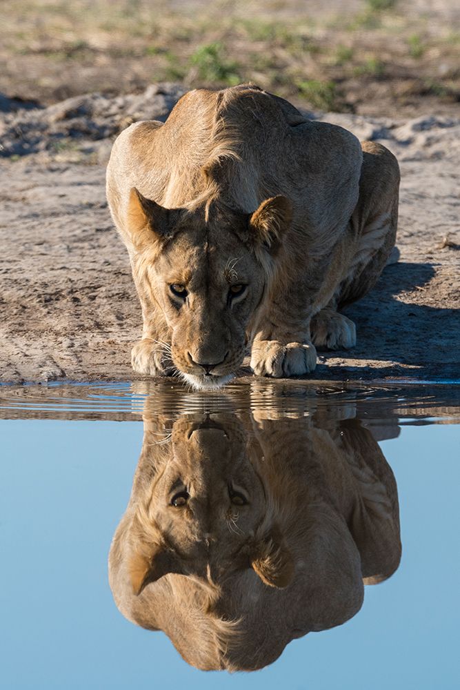 A sub-adult lion drinks at waterhole Savuti-Chobe National Park-Botswana art print by Sergio Pitamitz for $57.95 CAD