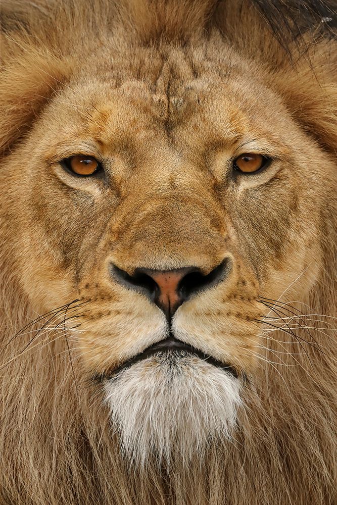 Adult male lion-Masai Mara-Kenya-Africa art print by Adam Jones for $57.95 CAD
