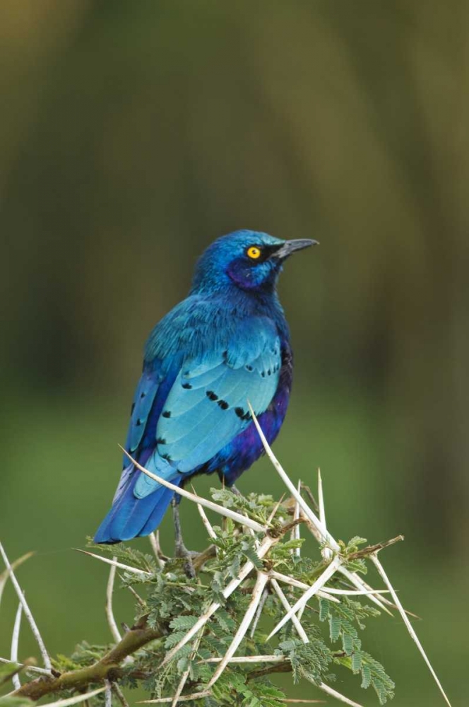 Kenya, Lake Nakuru NP Starling bird on acacia art print by Dennis Kirkland for $57.95 CAD