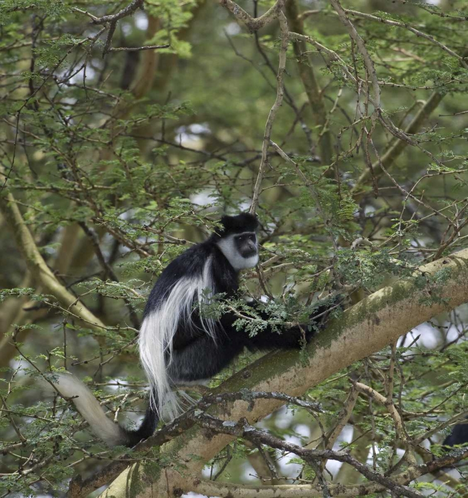 Kenya, Lake Nakuru NP Colobus monkey in a tree art print by Dennis Kirkland for $57.95 CAD