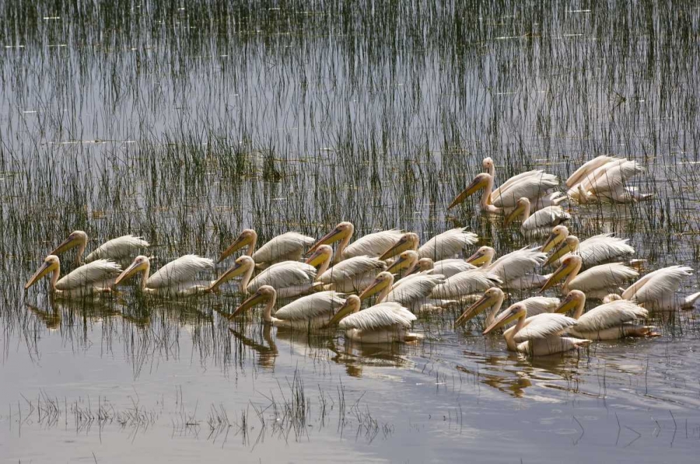 Kenya, Lake Nakuru NP Flock of white pelicans art print by Dennis Kirkland for $57.95 CAD