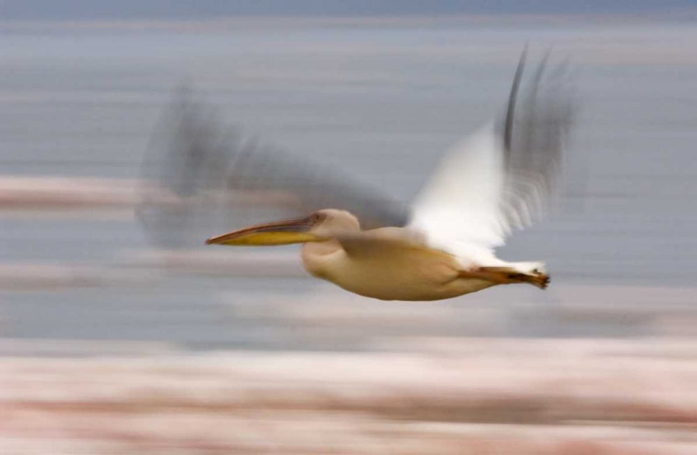 Kenya, Lake Nakuru NP Motion blur of pelicans art print by Dennis Kirkland for $57.95 CAD