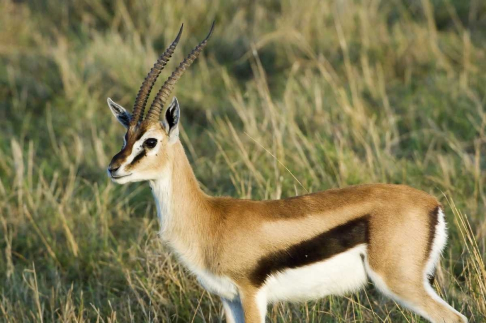 Kenya, Masai Mara Male Thomsons gazelle art print by Dennis Kirkland for $57.95 CAD