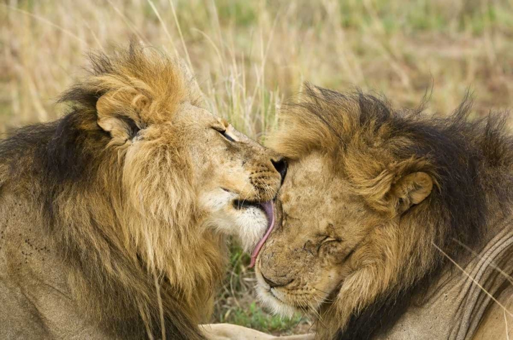 Kenya, Masai Mara Lion licking another lion art print by Dennis Kirkland for $57.95 CAD