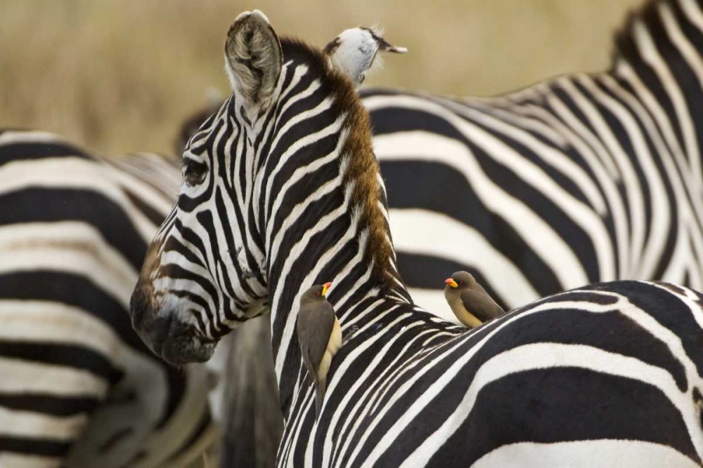 Kenya, Masai Mara Zebra with oxpecker birds art print by Dennis Kirkland for $57.95 CAD