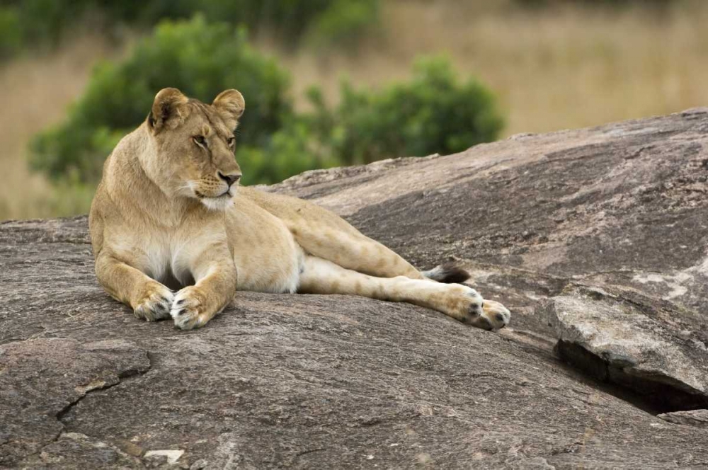 Kenya, Masai Mara Lioness resting on boulder art print by Dennis Kirkland for $57.95 CAD