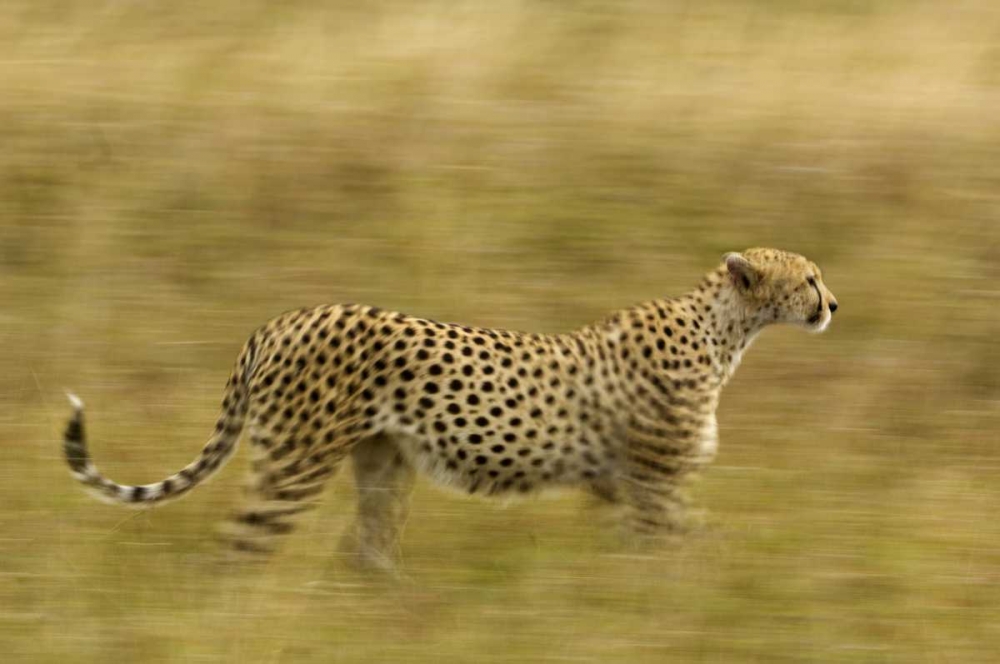 Kenya, Masai Mara Motion blur of cheetah art print by Dennis Kirkland for $57.95 CAD