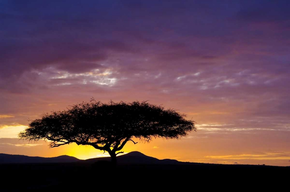 Kenya, Masai Mara Sunrise silhouettes acacias art print by Dennis Kirkland for $57.95 CAD