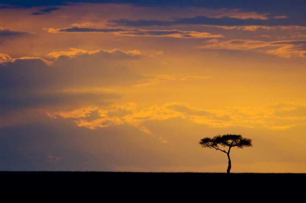 Kenya, Masai Mara Sunrise silhouettes an acacia art print by Dennis Kirkland for $57.95 CAD