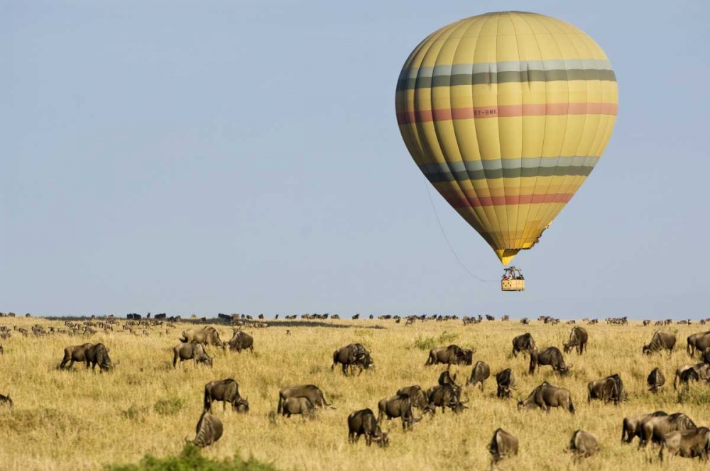 Kenya, Masai Mara Tourists ride hot air balloon art print by Dennis Kirkland for $57.95 CAD