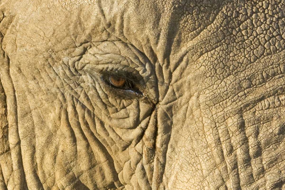 Kenya, Samburu Reserve Elephant face and eye art print by Dennis Kirkland for $57.95 CAD