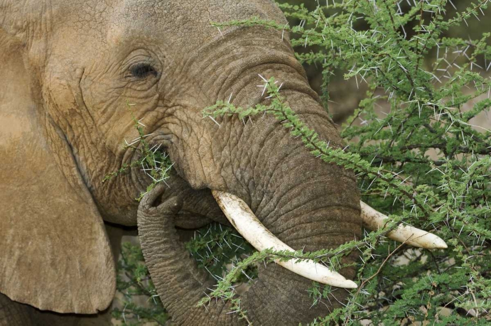 Kenya, Samburu Reserve Elephant eating Acacia art print by Dennis Kirkland for $57.95 CAD