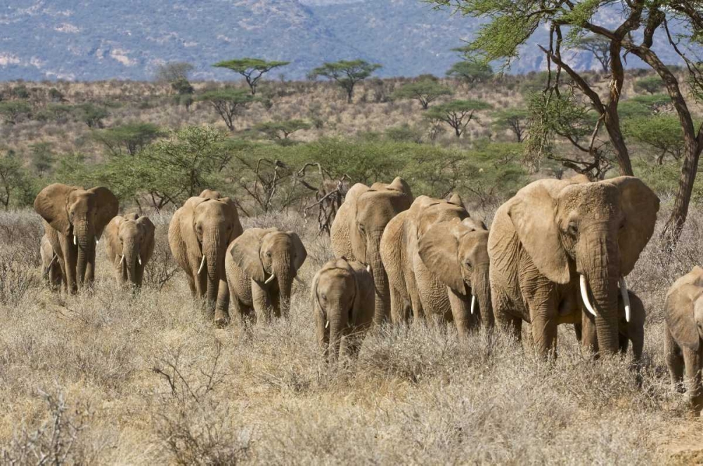 Kenya, Samburu Reserve Elephants walk in a line art print by Dennis Kirkland for $57.95 CAD