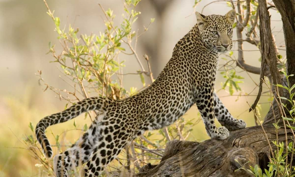 Kenya, Samburu Reserve Leopard stretches in tree art print by Joanne Williams for $57.95 CAD