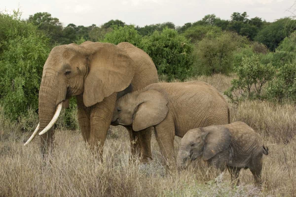 Kenya, Samburu Reserve Elephant with two babies art print by Dennis Kirkland for $57.95 CAD