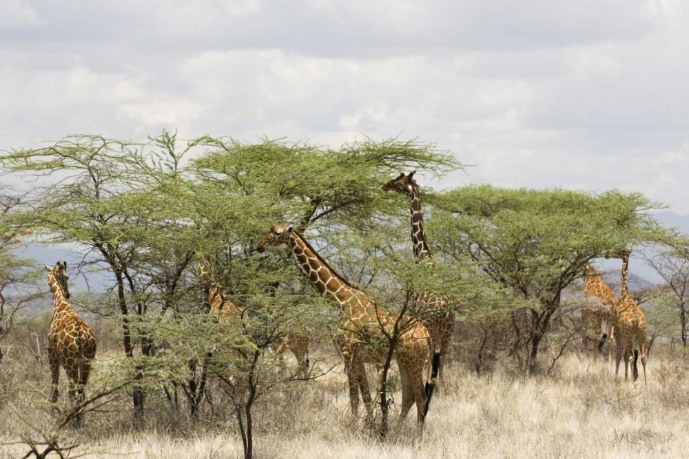 Kenya, Samburu Reserve Rothschild giraffes art print by Dennis Kirkland for $57.95 CAD