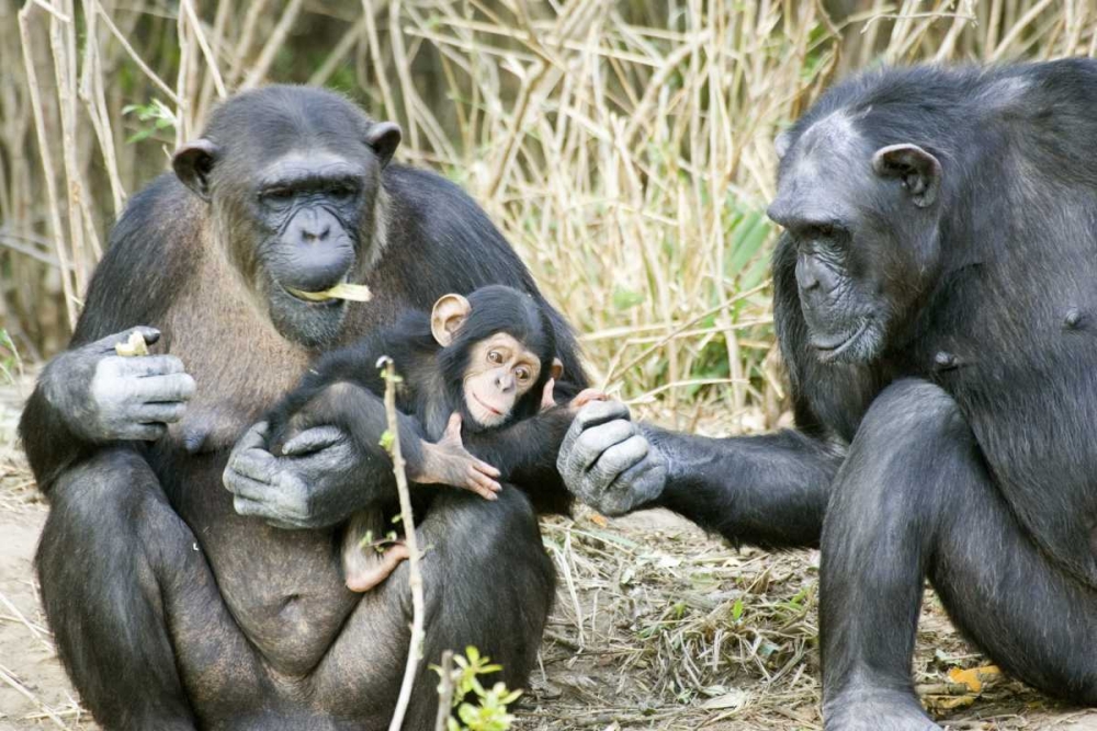 Kenya Chimpanzee family on an island art print by Joanne Williams for $57.95 CAD