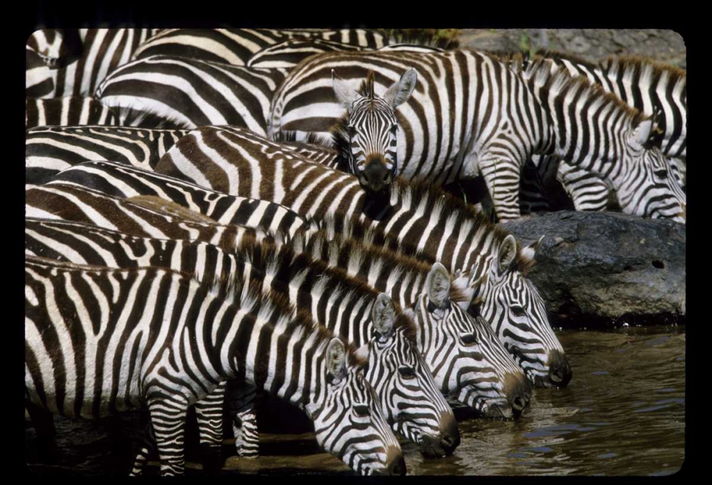 Kenya Herd of zebras drinking art print by Joanne Williams for $57.95 CAD