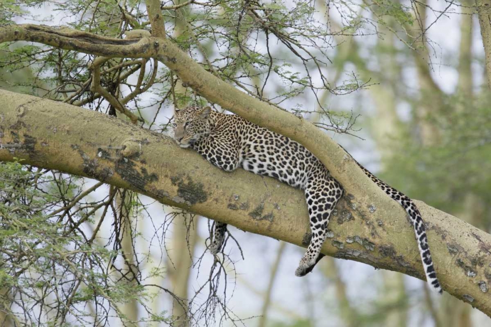 Kenya, Nakuru NP Leopard relaxing in tree art print by Arthur Morris for $57.95 CAD